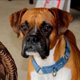 Anakin - Boxer