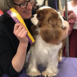 Marco - Cavalier King Charles Spaniel