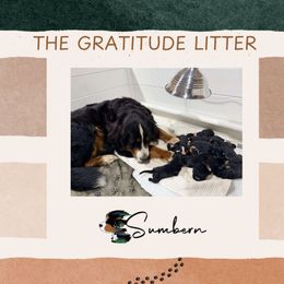 Gratitude Litter - Tri-color female Bernese Mountain Dog puppy in Earlham, Iowa from Summer's Berners