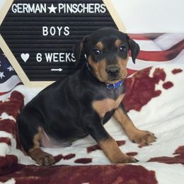 Battle- Blue collar - Black male German Pinscher puppy in Chatham, Virginia from Wild Mountain Haven K9