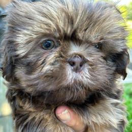 Shih Tzu Puppies from Golden Goddess Shih Tzu's