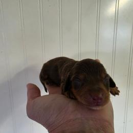 Alice - Chocolate and tan female Dachshund puppy in Stillwater, Oklahoma from Shade Tree Dachshunds