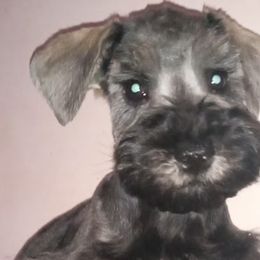 Miniature Schnauzers from Recovery Weavers LLC