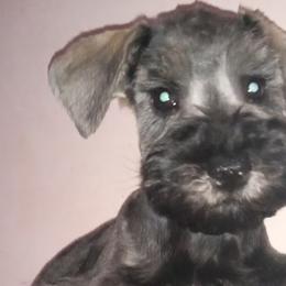 Miniature Schnauzers from Recovery Weavers LLC