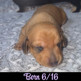 Dachshund Puppies from Dachshund of M-A