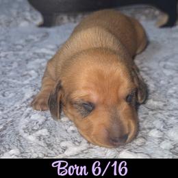 Dachshund Puppies from Dachshund of M-A