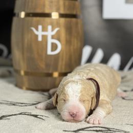 WINCHESTER - Red male Bernedoodle puppy in Corpus Christi, Texas from The Henke Doodles