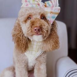 Coco - Goldendoodle