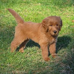 Lucas - Red  male Goldendoodle puppy in Georgetown, Tennessee from Georgetown Designer & Purebred Puppies