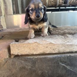 Meyers - Cream male Dachshund puppy in Molino, Florida from Dooney's Dachshunds