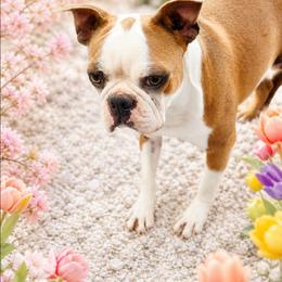 Sunny - Red female Boston Terrier puppy in San Antonio, Texas from JT Bostons