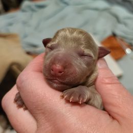 Boy 5 - Silver and white male Teddy Roosevelt Terrier puppy in Claremore, Oklahoma from Travelin' Man Terriers