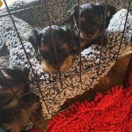 Yorkshire Terrier Puppies from Cutest AKC AZ Yorkies