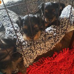 Yorkshire Terrier Puppies from Cutest AKC AZ Yorkies