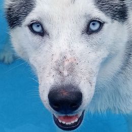 Siberian Huskies from Samantha's Pups