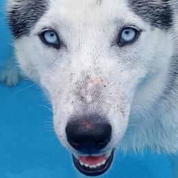 Siberian Huskies from Samantha's Pups