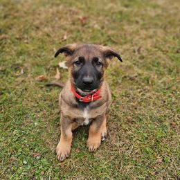 Red- Banner - Sable male German Shepherd puppy in Motley, Minnesota from Von Thomson Haus