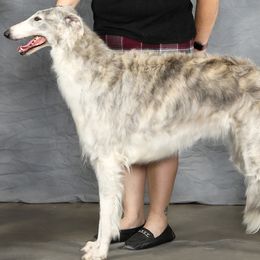 Julie - Borzoi
