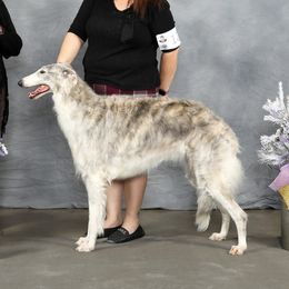Julie - Borzoi
