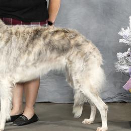 Julie - Borzoi