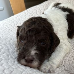 Girl 3 - Parti Goldendoodle puppy in Christiana, Tennessee from Rechlicz Family Doodles