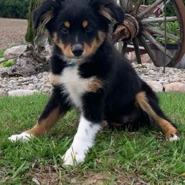 Miniature Australian Shepherds and Toy Australian Shepherds from CKD DOUBLETREE AUSSIES