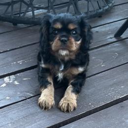 Cavalier King Charles Spaniel Puppies from Enchanted Cavaliers