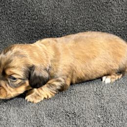 Blake - Cream male Dachshund puppy in Little Rock, Arkansas from Divine Doxies