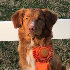 Delta - Nova Scotia Duck Tolling Retriever