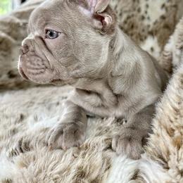 French Bulldog Puppies from The French Bulldog Company LLC