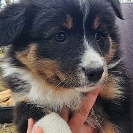 Australian Shepherds from Miller Creek Aussies