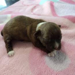 Iris - Red sable female Havanese puppy in Cleveland, Texas from 7th Heaven Havanese of Texas