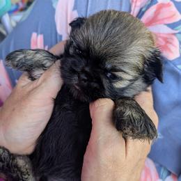 Sable boy 1 - Sable male Shih Tzu puppy in Amherst, Maine from McKayla Hairston