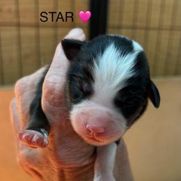 Girl 2 Star - Black tri female Miniature Australian Shepherd puppy in Bristow, Iowa from Pine Ridge Toy Aussies