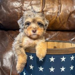 Raisin Bran - Chocolate merle female Bernedoodle puppy in Rose Hill, North Carolina from Red Door Canines