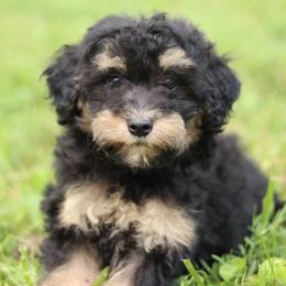 Snicker - Black tri-color female Aussiedoodle puppy in Orleans, Indiana from Mae Blossom Puppies