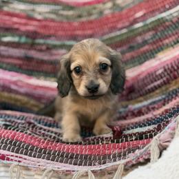 Dunstan price is 5000dollars - Cream male Dachshund puppy in Crystal, Michigan from Mare-bella Dachshunds