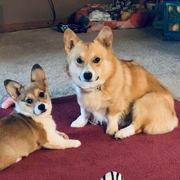 Pembroke Welsh Corgis from Bluegrass Royalty