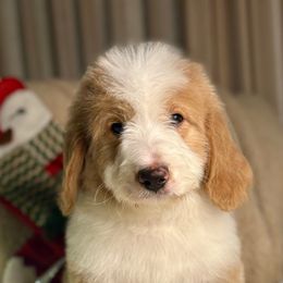 OOGIE BOOGIE - red abstract boy - Red male Bernedoodle puppy in Lookout, California from Remington Kennels, LLC