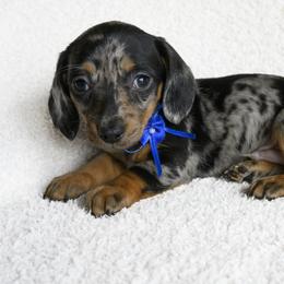 Dachshunds from Rockin Mountain Hounds