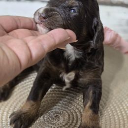 Amber - Phantom female Goldendoodle puppy in Austin, Texas from Austin Doodles & Poodles