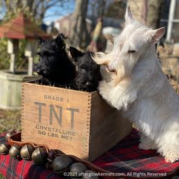 Scottish Terrier and Sealyham Terrier Puppies from Afterglow Kennels, LLC