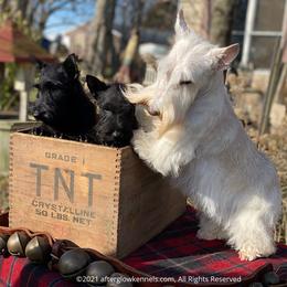 Scottish Terrier and Sealyham Terrier Puppies from Afterglow Kennels, LLC