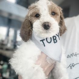 Goldendoodle Puppies from Graystone Doodles
