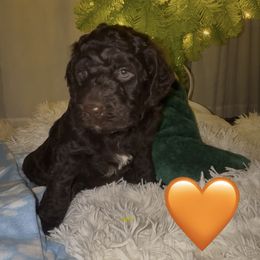 Macchiato - Chocolate male Labradoodle puppy in Spur, Indiana from Purple Heart Canines