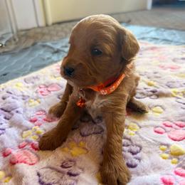 Cinder - Red female Aussiedoodle puppy in Deer Park, Washington from Doodle Paw Ranch