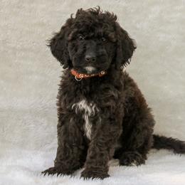Bernedoodle and Goldendoodle Puppies from Delta Doodles and Poodles