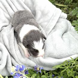 Sapphire - Blue female Border Collie puppy in Keller, Texas from Bordercollieblues