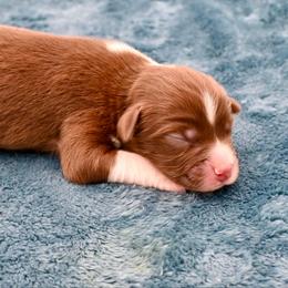 Helion - Red & white male Miniature American Shepherd puppy in Damascus, Oregon from Rebel Soul Minis