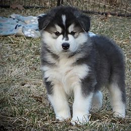 Wilfred - Seal and white Alaskan Malamute puppy in Michigan from Warrior’s Legacy Alaskan Malamutes